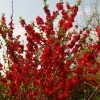 Cognassier Du Japon - Chaenomeles Speciosa Scarlet Storm -Promesse de Fleurs Magasin Chaenomeles speciosa Scarlet Storm 82555 1