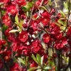 Cognassier Du Japon - Chaenomeles X Superba Etna -Promesse de Fleurs Magasin Chaenomeles x superba Etna 100069 1 1