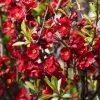 Cognassier Du Japon - Chaenomeles X Superba Hollandia 2 Cognassier Du Japon - Chaenomeles X Superba Hollandia -Promesse de Fleurs Magasin Chaenomeles x superba Hollandia 100070 1