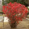 Cognassier Du Japon - Chaenomeles X Superba Texas Scarlet -Promesse de Fleurs Magasin Chaenomeles x superba Texas Scarlet 100242 1 1