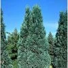 Chamaecyparis Lawsoniana Alumii - Cyprès De Lawson -Promesse de Fleurs Magasin Chamaecyparis lawsoniana Alumii 87923 1