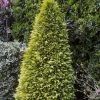 Cyprès De Lawson - Chamaecyparis Lawsoniana Stardust -Promesse de Fleurs Magasin Chamaecyparis lawsoniana Stardust 1000732 1