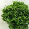 Cyprès De Lawson - Chamaecyparis Lawsoniana Twisted Ball -Promesse de Fleurs Magasin Chamaecyparis lawsoniana Twisted Ball 622002 1