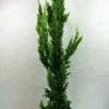 Chamaecyparis Lawsoniana Yellow Spire - Cyprès De Lawson Nain 1 Chamaecyparis Lawsoniana Yellow Spire - Cyprès De Lawson Nain -Promesse de Fleurs Magasin Chamaecyparis lawsoniana Yellow Spire 623002 1