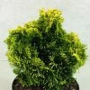 Chamaecyparis Obtusa Andorra - Faux Cyprès Hinoki Du Japon -Promesse de Fleurs Magasin Chamaecyparis obtusa Andorra 624002 1