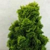Chamaecyparis Obtusa Aurora - Faux Cyprès Hinoki Du Japon Nain -Promesse de Fleurs Magasin Chamaecyparis obtusa Aurora 626002 1