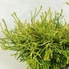 Chamaecyparis Obtusa Gitte - Faux Cyprès Hinoki Du Japon Nain -Promesse de Fleurs Magasin Chamaecyparis obtusa Gitte 628002 1