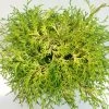 Chamaecyparis Obtusa Kamarachiba - Faux Cyprès Hinoki Du Japon 2 Chamaecyparis Obtusa Kamarachiba - Faux Cyprès Hinoki Du Japon -Promesse de Fleurs Magasin Chamaecyparis obtusa Kamarachiba 631002 1