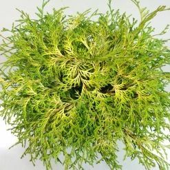 Chamaecyparis Obtusa Kamarachiba - Faux Cyprès Hinoki Du Japon