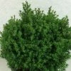 Chamaecyparis Obtusa Wissel - Faux Cyprès Hinoki Du Japon -Promesse de Fleurs Magasin Chamaecyparis obtusa Wissel 637002 1