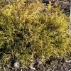 Cyprès Sawara - Chamaecyparis Pisifera Sungold -Promesse de Fleurs Magasin Chamaecyparis pisifera Sungold 0646002 1