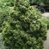 Cyprès Hinoki Du Japon - Chamaecyparis Obtusa Nana Aurea