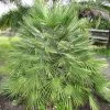 Chamaerops Humilis - Palmier Nain -Promesse de Fleurs Magasin Chamaerops humilis 832532 1