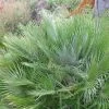 Chamaerops Humilis Compacta - Palmier Nain -Promesse de Fleurs Magasin Chamaerops humilis Compacta 83256 1