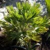Chamaerops Humilis Vulcano - Palmier Nain