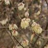 Chimonanthus Praecox Grandiflorus -Promesse de Fleurs Magasin Chimonanthus praecox Grandiflorus 82345 1