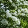 Chionanthus Retusus - Arbre De Neige -Promesse de Fleurs Magasin Chionanthus retusus 83996 1
