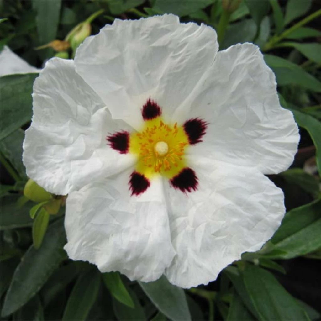Cistus Alan Fradd - Ciste Pourpre à Fleurs Blanches. 3 Cistus Alan Fradd - Ciste Pourpre à Fleurs Blanches.