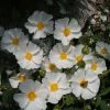 Cistus Corbariensis - Ciste Des Corbières -Promesse de Fleurs Magasin Cistus corbariensis 83259 1