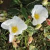 Cistus Corbariensis Rospico - Ciste Des Corbières Panaché. -Promesse de Fleurs Magasin Cistus corbariensis Rospico 83261 1