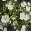 Cistus Monspeliensis - Ciste De Montpellier 1 Cistus Monspeliensis - Ciste De Montpellier -Promesse de Fleurs Magasin Cistus monspeliensis 7527 1