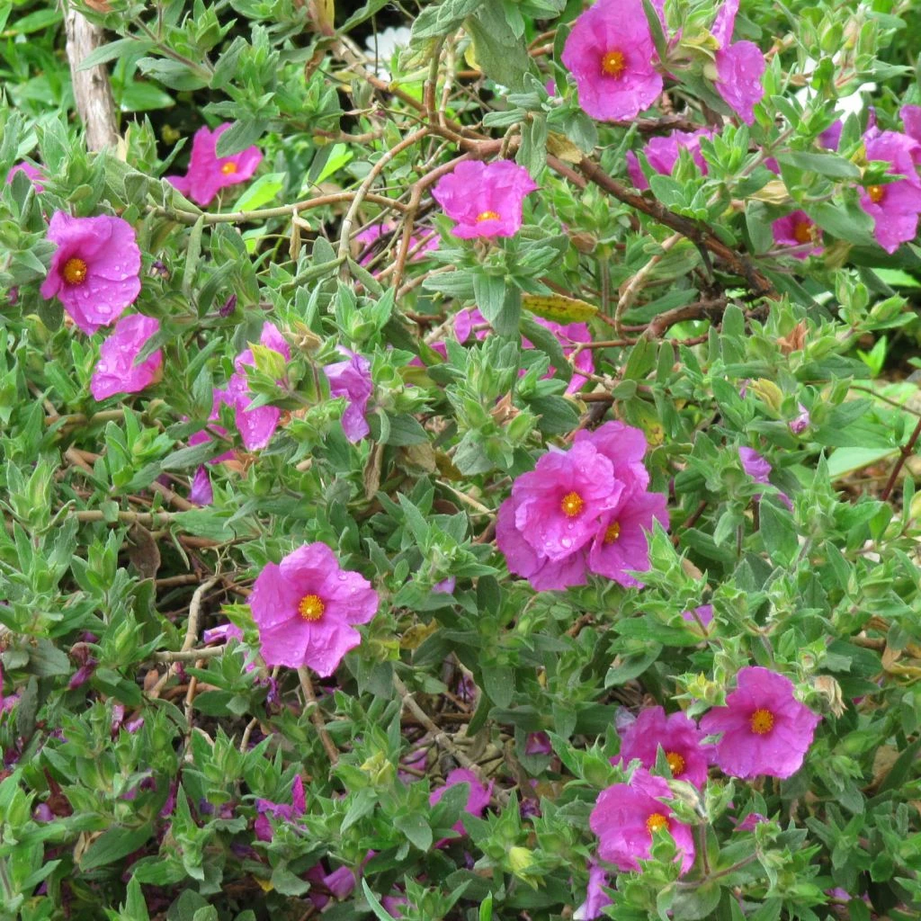 Cistus Pulverulentus - Ciste Pulvérulent 3 Cistus Pulverulentus - Ciste Pulvérulent