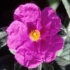 Cistus Pulverulentus Sunset - Ciste Pulvérulent -Promesse de Fleurs Magasin Cistus pulverulentus Sunset 7901 1