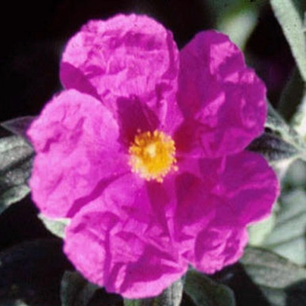 Cistus Pulverulentus Sunset - Ciste Pulvérulent 3 Cistus Pulverulentus Sunset - Ciste Pulvérulent