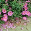 Cistus Purpureus Betty Taudevin - Ciste Pourpre 1 Cistus Purpureus Betty Taudevin - Ciste Pourpre -Promesse de Fleurs Magasin Cistus x purpureus Betty Taudevin 100248 1