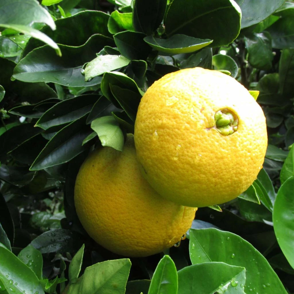 Oranger - Citrus Sinensis Washington Navel 3 Oranger - Citrus Sinensis Washington Navel