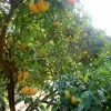 Mandarinier Satsuma - Citrus Unshiu 1 Mandarinier Satsuma - Citrus Unshiu -Promesse de Fleurs Magasin Citrus unshiu 83371 1