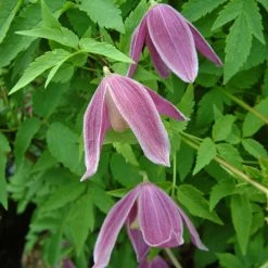 Clématite - Clematis Alpina Ruby