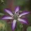 Clématite - Clematis Astra Nova -Promesse de Fleurs Magasin Clematis Astra Nova 681524 1