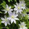 Clématite - Clematis Etoile Nacrée -Promesse de Fleurs Magasin Clematis Etoile Nacree 87833 1