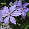 Clématite - Clematis Sugar Sweet (Scented Clem) 1 Clématite - Clematis Sugar Sweet (Scented Clem) -Promesse de Fleurs Magasin Clematis Scented Clem 83898 3