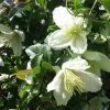 Clématite Cirrhosa Wisley Cream -Promesse de Fleurs Magasin Clematis cirrhosa Wisley Cream 83626 1