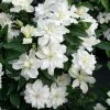 Clématite - Clematis Diversifolia White Arabella -Promesse de Fleurs Magasin Clematis diversifolia White Arabella 89513 1