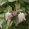 Clématite - Clematis Fusca -Promesse de Fleurs Magasin Clematis fusca 81371 1
