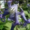 Clematis Heracleifolia Côte D'Azur 2/3L 1 Clematis Heracleifolia Côte D'Azur 2/3L -Promesse de Fleurs Magasin Clematis heracleifolia Cote d Azur 87807 1