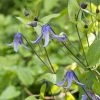 Clématite Integrifolia - Clematis Integrifolia Blue Boy Livré En Hauteur 60 Cm En Pot De 1,5l/2l -Promesse de Fleurs Magasin Clematis integrifolia Blue Boy copyright 10096811 1