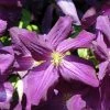 Clématite - Clematis Jackmanii Purpurea -Promesse de Fleurs Magasin Clematis jackmanii Purpurea Zojapur 81381 1
