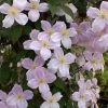 Clématite - Clematis Montana Pink Perfection -Promesse de Fleurs Magasin Clematis montana Pink Perfection IF 1009801 1