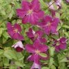 Clématite - Clematis Viticella Abundance -Promesse de Fleurs Magasin Clematis viticella Abundance 81375 1