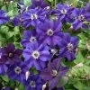 Clématite Italienne - Clematis Viticella Happy Birthday -Promesse de Fleurs Magasin Clematis viticella Happy Birthday IF 1011341 1