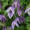 Clématite - Clematis Blue Eclipse -Promesse de Fleurs Magasin Clematite Clematis Blue Eclipse IF 6814851 1