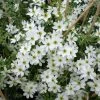 Clématite - Clematis Early Sensation 1 Clématite - Clematis Early Sensation -Promesse de Fleurs Magasin Clematite Clematis Early Sensation IF 7715694 1