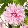 Clématite - Clematis Multi Pink -Promesse de Fleurs Magasin Clematite Clematis Multi Pink 889370 1