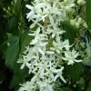 Clématite - Clematis Armandii Little White Charm -Promesse de Fleurs Magasin Clematite Clematis armandii Little White Charm IF 6813641 1