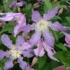 Clématite - Clematis Diversifolia East River -Promesse de Fleurs Magasin Clematite Clematis diversifolia East River IF 16593 1