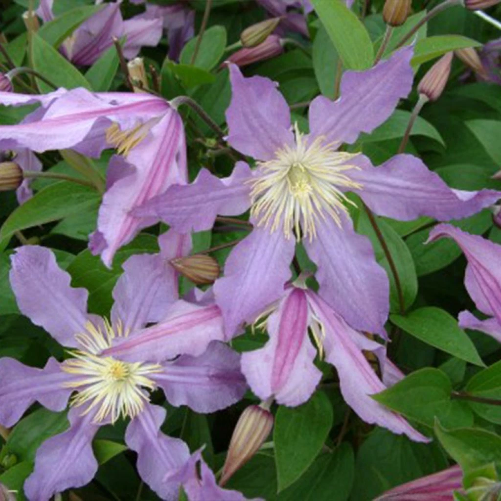 Clématite - Clematis Diversifolia East River 3 Clématite - Clematis Diversifolia East River